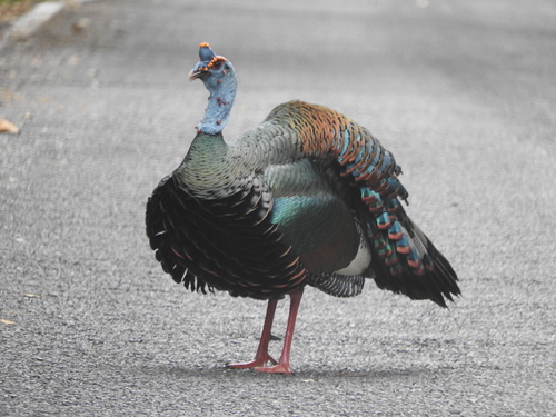 Ocellated Turkey (Meleagris ocellata)