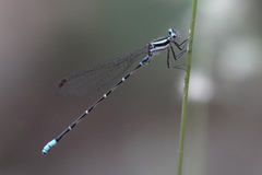Argia pulla