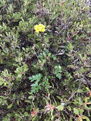 Lomatium parvifolium