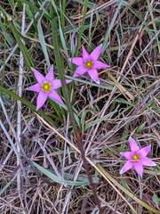 Romulea rosea australis