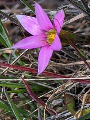 Romulea rosea australis