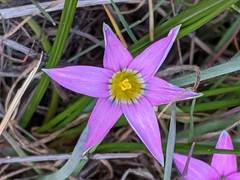 Romulea rosea australis