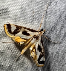 Theila siennata