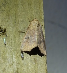 Rusicada nigritarsis