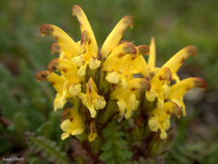 Pedicularis oederi
