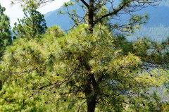 Pinus leiophylla