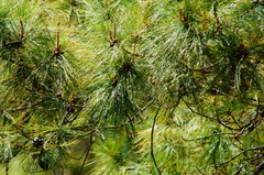Pinus leiophylla