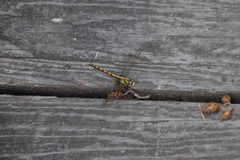 Ophiogomphus