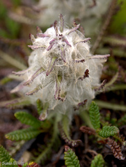 Pedicularis lanata