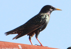 Sturnus vulgaris