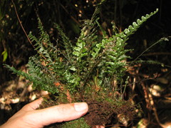 Trichomanes galeottii