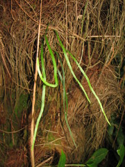 Vittaria lineata