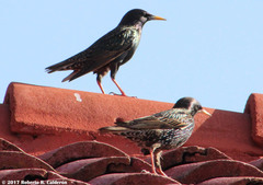 Sturnus vulgaris