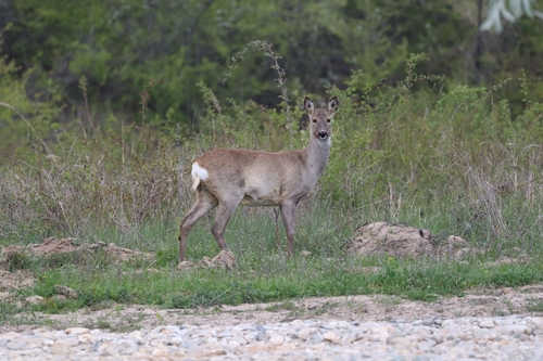 European Roe Deer