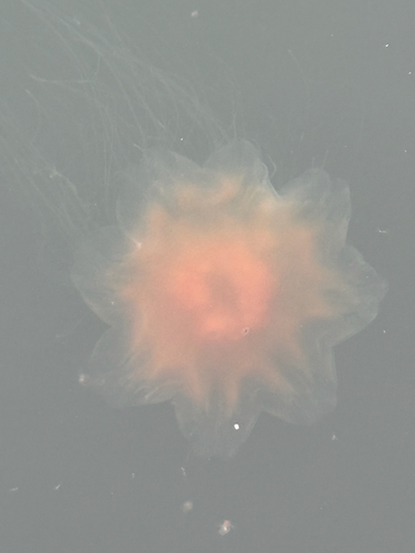 Atlantic Lion's Mane Jelly photographed in New York