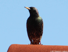 Sturnus vulgaris