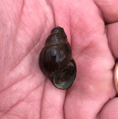 Campeloma decampi