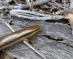 Plestiodon callicephalus