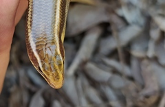 Plestiodon callicephalus