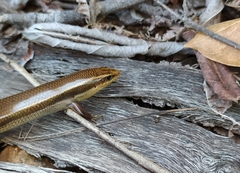 Plestiodon callicephalus