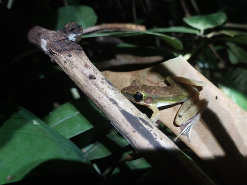 Chalcorana megalonesa