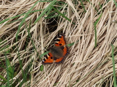 Small Tortoiseshell