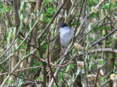 Eurasian Blackcap