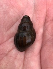 Campeloma decampi