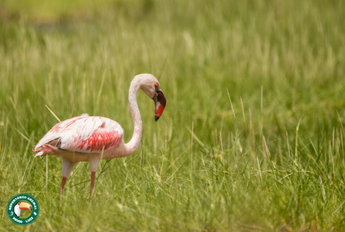 Lesser Flamingo (Phoeniconaias minor), photo 5