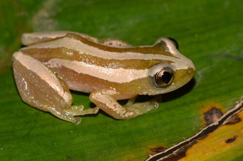 Banded Banana Frog