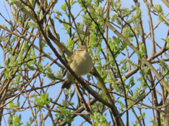 Willow Warbler
