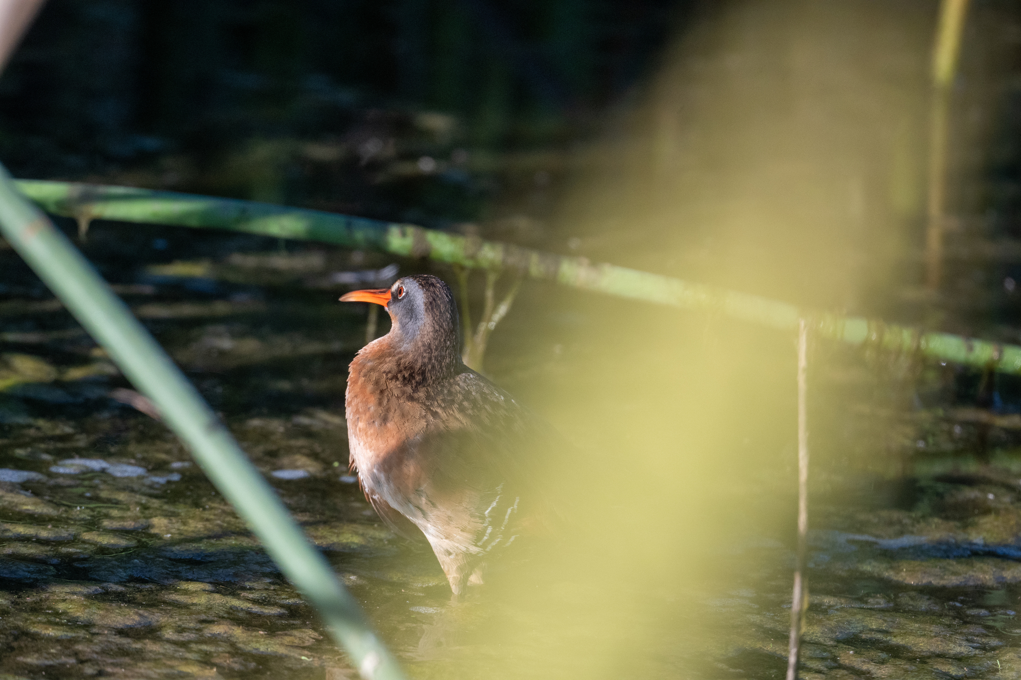 Virginia Rail (Rallus limicola), photo 6
