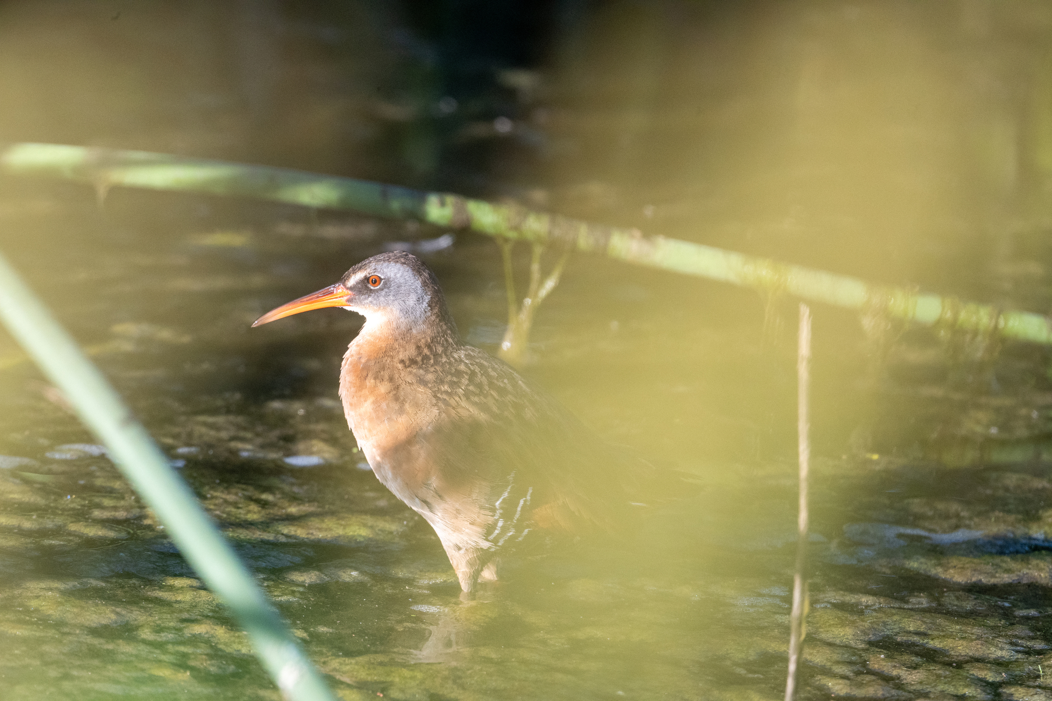 Virginia Rail (Rallus limicola), photo 7