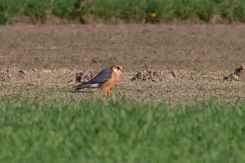Red-footed Falcon (Falco vespertinus)