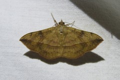 Anticarsia irrorata