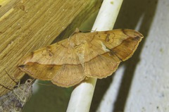 Anticarsia irrorata