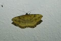 Anticarsia irrorata