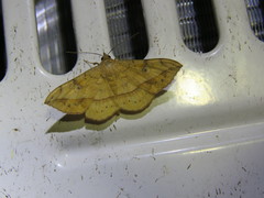 Anticarsia irrorata
