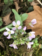 Cardamine douglassii