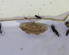 Anticarsia irrorata