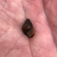 Campeloma decampi