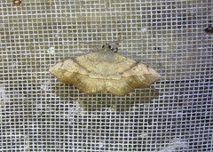 Anticarsia irrorata