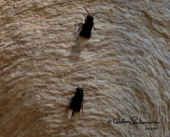 Parachartergus apicalis