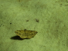 Anticarsia irrorata