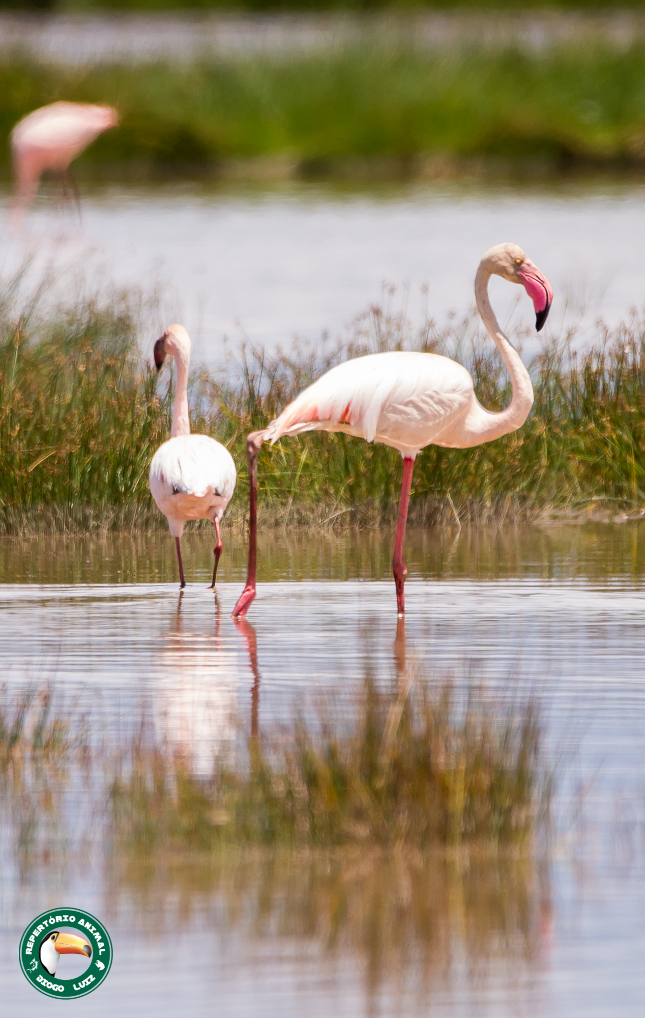 Greater Flamingo (Phoenicopterus roseus)