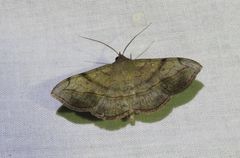 Anticarsia irrorata