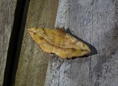 Anticarsia irrorata