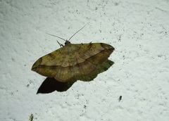 Anticarsia irrorata