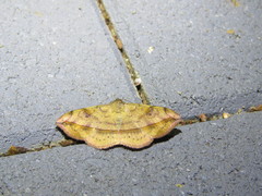 Anticarsia irrorata