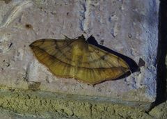 Anticarsia irrorata